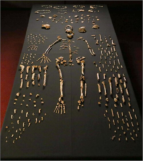 Homo naledi
